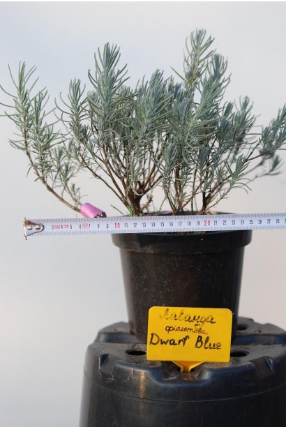 Лаванда Дварф Блю саженец С3 диаметр 20-30 см