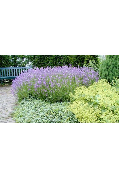 Лаванда узколистная Дварф Блю в ландшафте