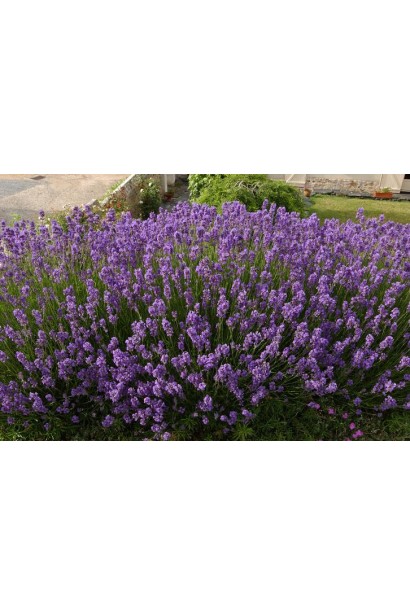 Лаванда узколистная Дварф Блю