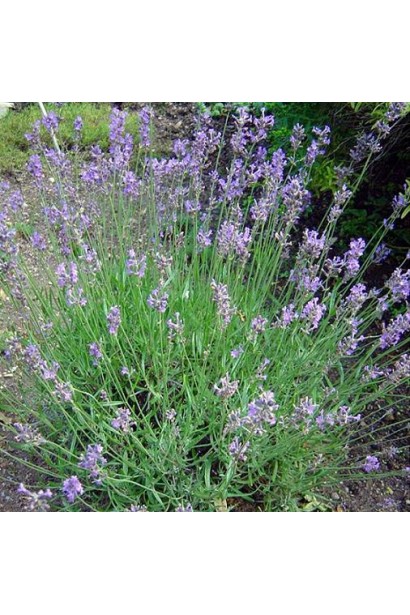 Лаванда Дварф Блю фиолетовые колосовидные соцветия