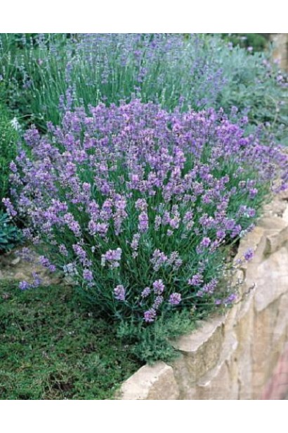  Lavandula angustifolia Dwarf Blue