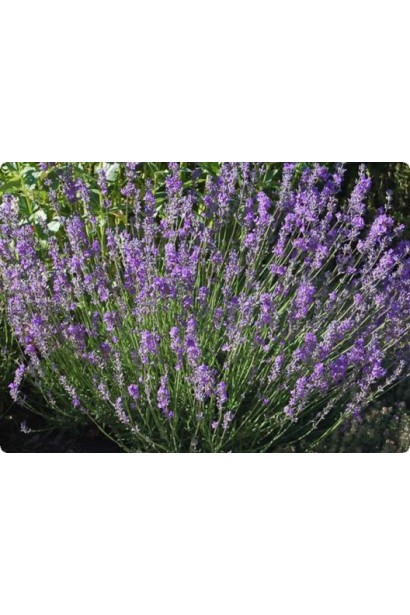 Лаванда колосовидная Дварф Блю