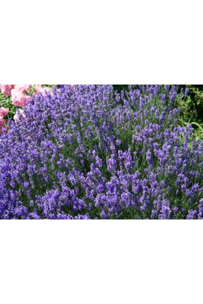 Лаванда фиолетовая Дварф Блю