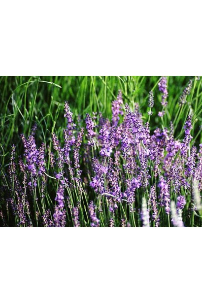Лаванда лекарственная Дварф Блю
