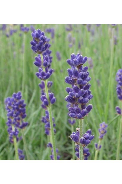 Лаванда Dwarf Blue