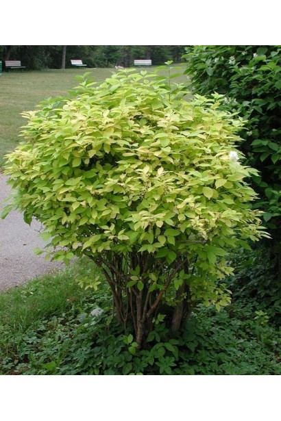 Кущ жасміну Ауреус: поєднання краси та аромату.