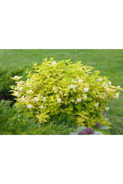 Кущ жасміну садового Ауреус у декоративному дизайні.