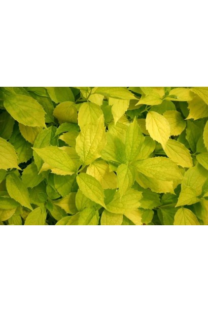 Листя чубушника Ауреус зі світло-жовтим відтінком.