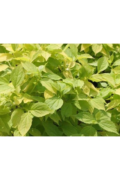 Чубушник Ауреус із золотистим листям для вашого саду.