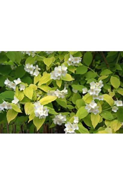 Жасмін садовий Ауреус із золотистим листям у вашому саду.