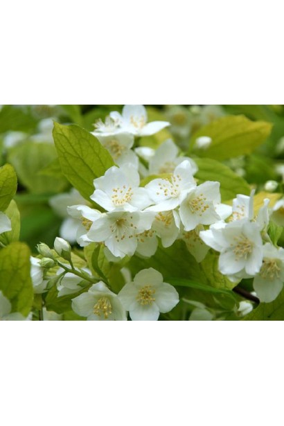 Ароматний чубушник вінечний Ауреус із ніжними квітами.