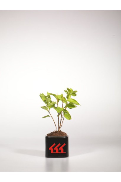 Жасмін садовий Ауреус