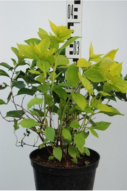 Philadelphus coronarius Aureus