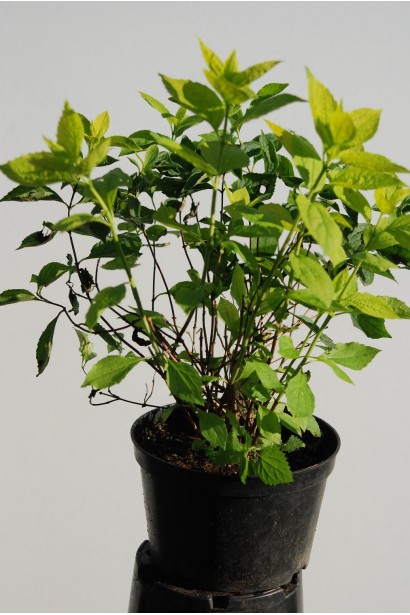 Philadelphus coronarius Aureus