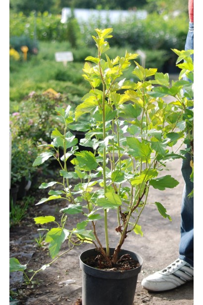 Саджанець пухироплідника Дартс Голд із яскраво-золотим листям.