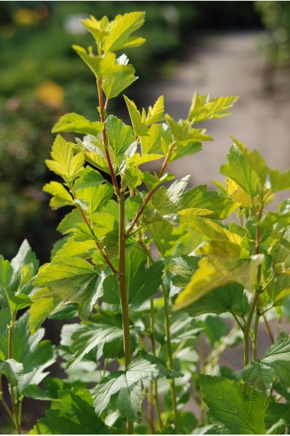 Пухироплідник калинолистий Дартс Голд