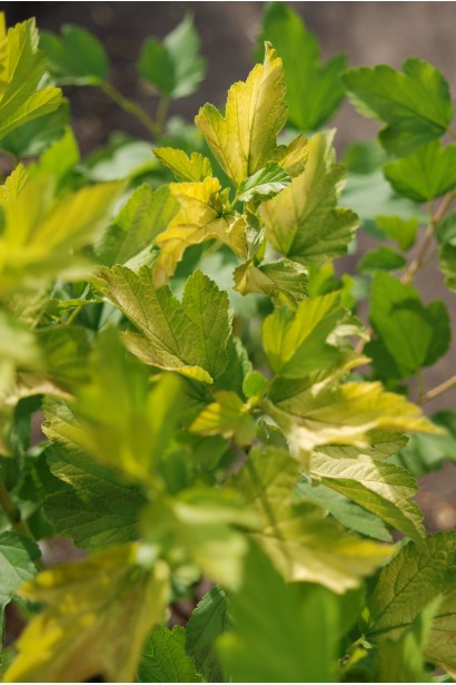 Physocarpus opulifolius Dart’s Gold