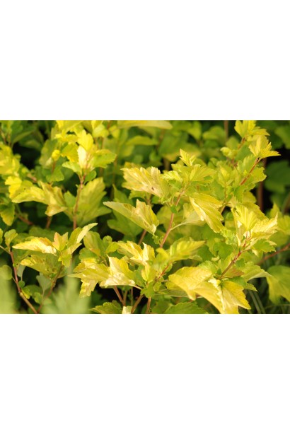 Жовто-зелене листя пухироплідника додає контрасту в насадженнях.