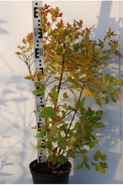 Молодий саджанець пухироплідника готовий до висадки у ваш сад.