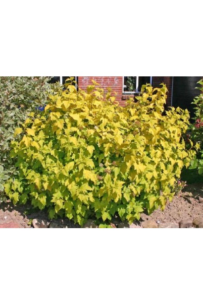 Пухироплідник Дартс Голд у ландшафті з насиченим кольором.