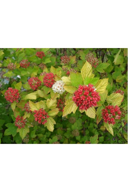 Квіти пухироплідника Дартс Голд