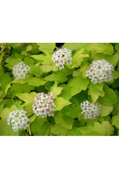 Цвітіння пухироплідника калинолистого Дартс Голд