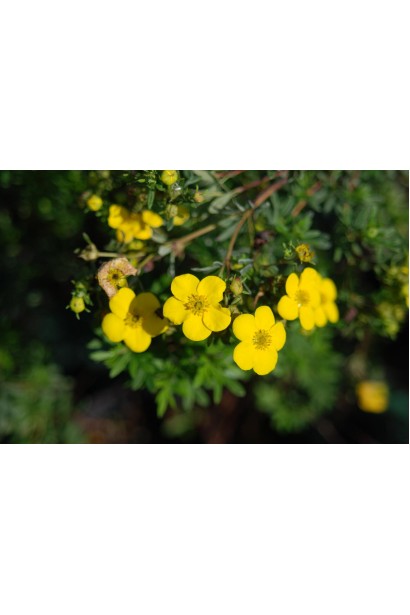 Лапчатка жовта Голдфінгер