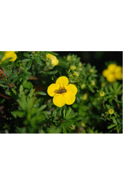 П’ятилисточник кущовий Голдфінгер