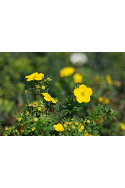 Перстач чагарниковий / Лапчатка кущова Голдфінгер