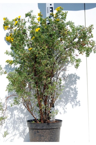 Перстач Голдфінгер саджанець С5 60-70 см