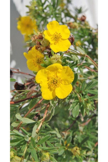 Лапчатка кущова Goldfinger