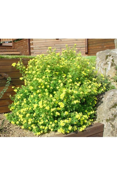 Перстач чагарниковий Голдфінгер в ландшафті