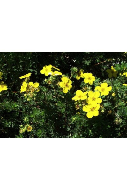 Перстач кущовий Goldfinger