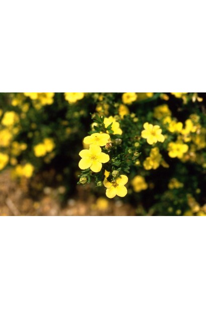 Перстач кущовий Голдфінгер жовті квіти