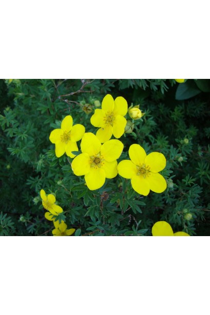 Potentilla fruticosa Goldfinger