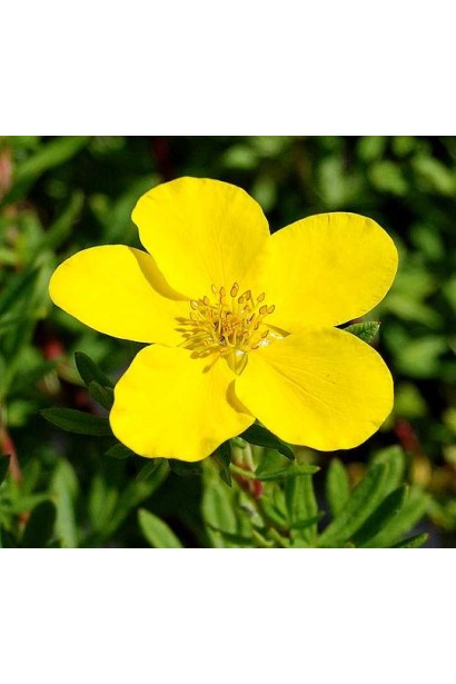 Перстач жовтий Голдфінгер