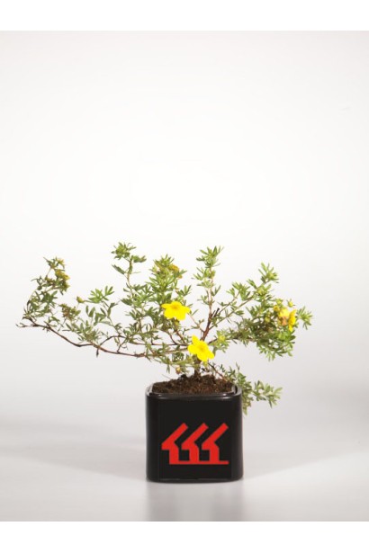 Перстач чагарниковий Голдфінгер контейнер 0,5 л