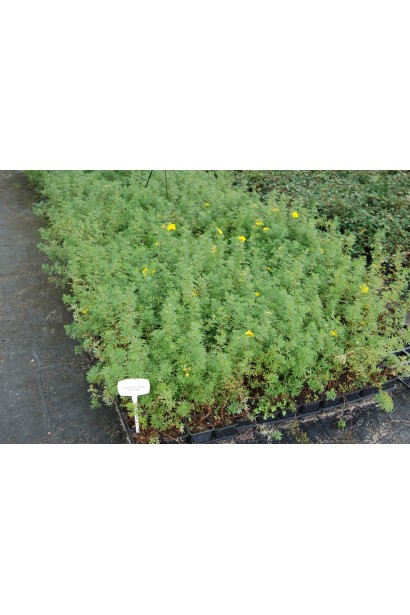 Перстач чагарниковий Голдфінгер саджанці в садовому центрі