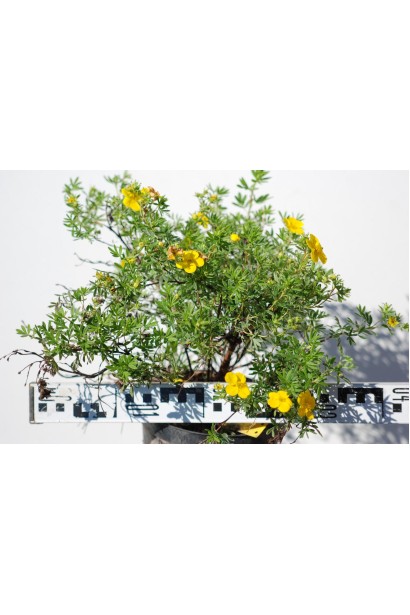 Перстач чагарниковий Голдфінгер діаметр крони 30-40 см