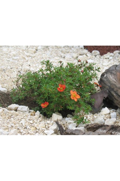 Перстач чагарниковий Red Ace