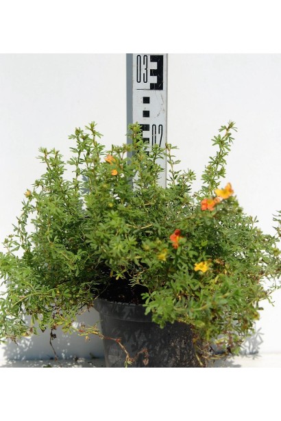 Перстач чагарниковий Ред Айс в контейнері 3 л 20-30 см