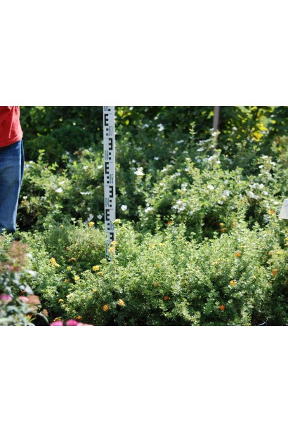 Лапчатка кущова Ред Айс в розсаднику