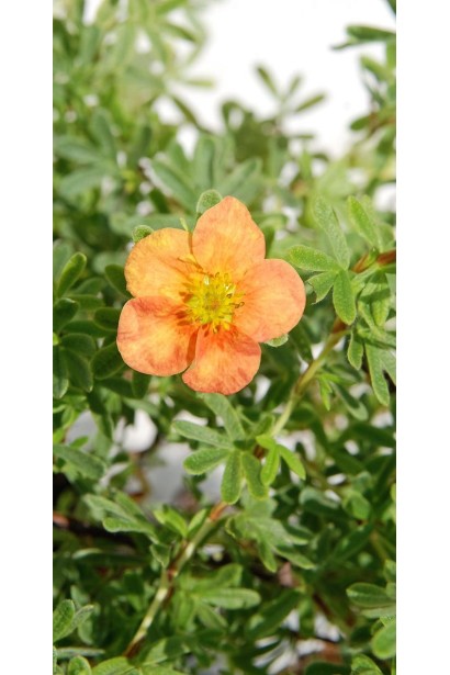 П’ятилисник кущовий Ред Айс