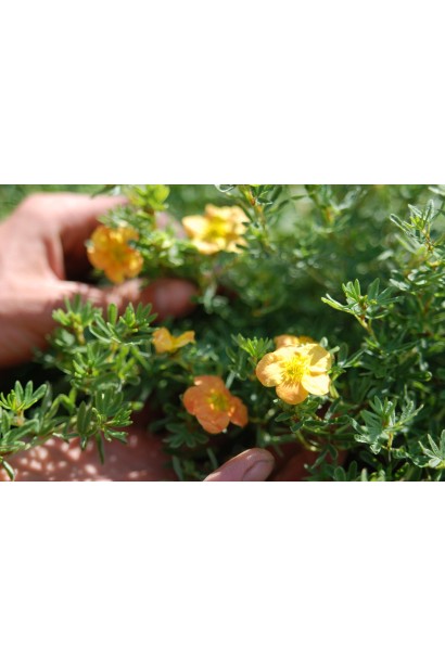 Перстач Ред Айс світло-помаранчеві квіти на сонці