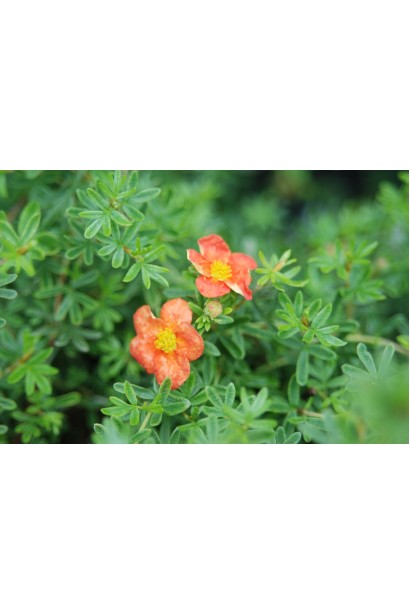 Перстач чагарниковий Ред Айс світло-зелене листя