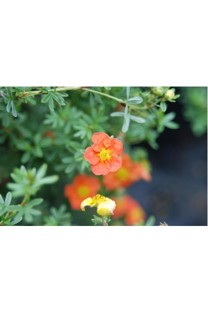 Перстач чагарниковий Ред Айз