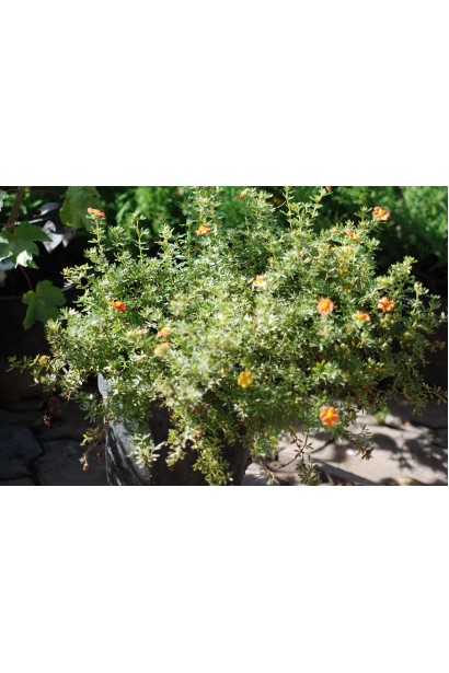 Перстач Ред Айс в горщику 5 л