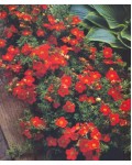 Лапчатка кустарниковая Ред Айс | Лапчатка кущова Ред Айс | Potentilla fruticosa Red Ace