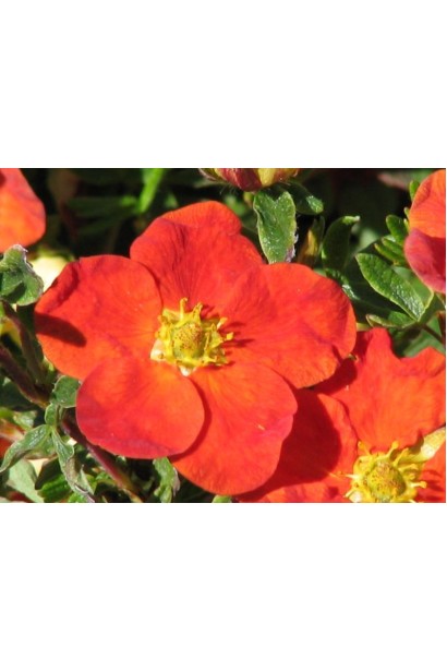 Перстач чагарниковий Ред Айс квіти