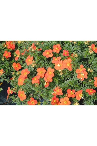 Potentilla fruticosa Red Ace